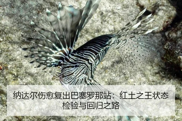 纳达尔伤愈复出巴塞罗那站：红土之王状态检验与回归之路