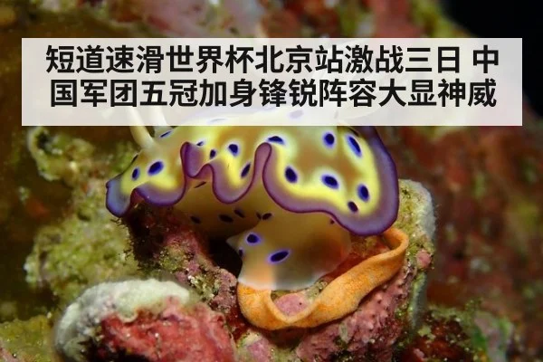短道速滑世界杯北京站激战三日 中国军团五冠加身锋锐阵容大显神威